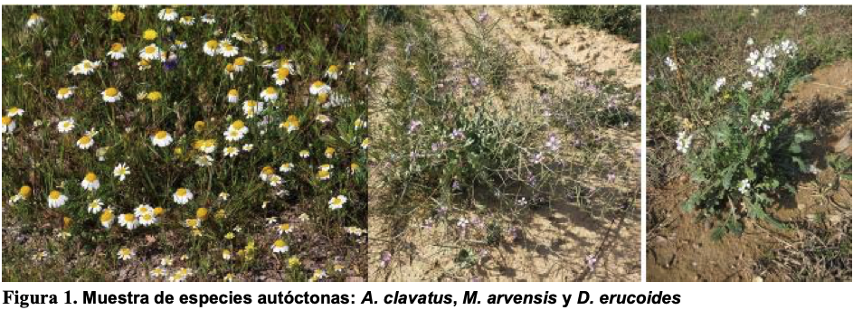 Figura 1 Especies autóctonas